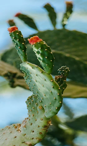 Primer plano de un nopal verde con pequeños brotes y flores de color naranja suave bajo un cielo despejado, simbolizando el origen mexicano y el crecimiento de los negocios locales.