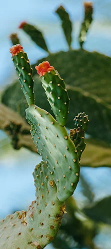 Detalle de primer plano de un nopal con brotes y flores pequeñas de color naranja, representando la cultura y los productos originarios de México listos para ser enviados al extranjero.