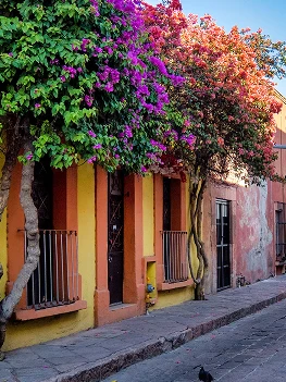 Primer plano de una colorida calle adoquinada en México con casas pintadas de amarillo y rosa vibrantes, adornadas con grandes bugambilias de color púrpura y naranja en plena floración sobre las fachadas.