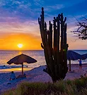 A coastal landscape at sunset, with a cactus in the foreground and the sea in the background, symbolizing the reliability of Ágilex’s international collection and shipping logistics services to Mexico and other destinations.